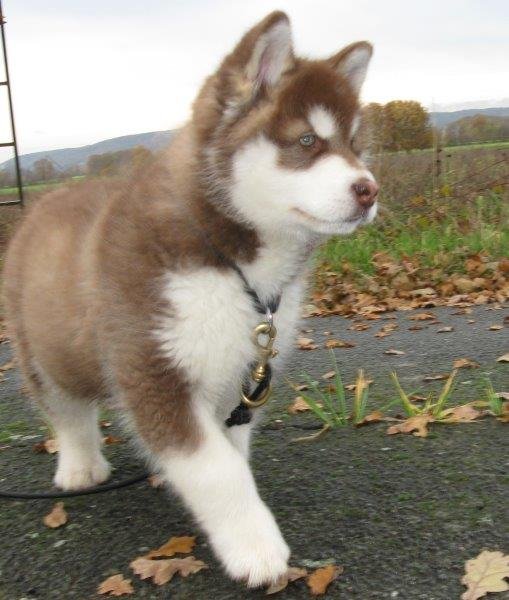 Danko 9 Wochen 2 030